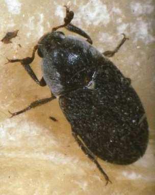 Hide beetle - Dermestes maculatus Shape: elongate oval. Colour: black, wing cases uniformly dark, sides of thorax with a border of greyish hairs.