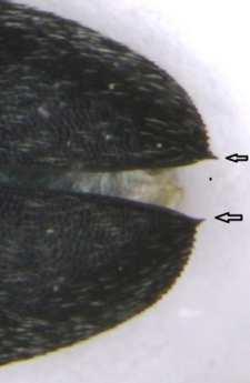 Larvae are hard to identify to species without detailed microscopic examination, and best recorded as Dermestes sp. unless confirmed by associated adults.