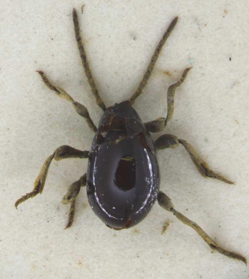 Hump spider beetle - Gibbium psylloides Other names: This species has been confused with Gibbium aequinoctiale and the names Smooth spider beetle and Shiny spider beetle are best avoided as both