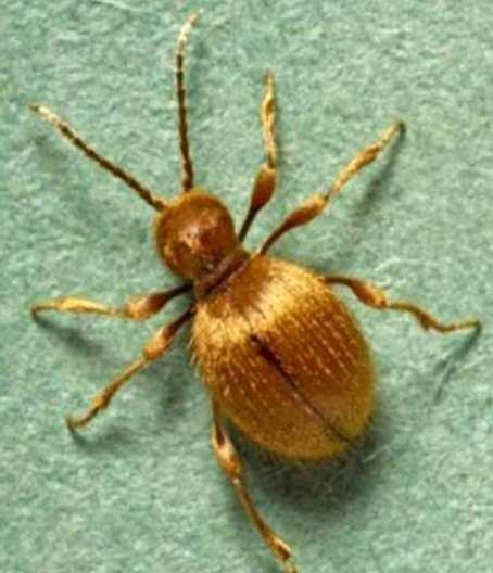 Golden spider beetle - Niptus hololeucus Shape: body narrowed between head and thorax, globular hind body, head hidden under thorax and long legs give it spider like appearance Colour: body brown,