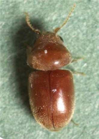 Cigarette beetle - Lasioderma serricorne Shape: oval, with distinctly humped thorax, and head hidden underneath.