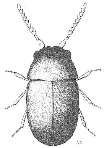 Lasioderma serricorne is similar to Anobium punctatum and Stegobium paniceum but have shiny wing cases without