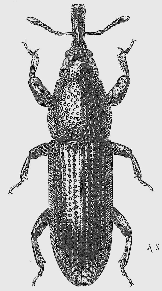 There are three similar wet wood weevils found in Britain: Euophryum confine, Euophryum rufum and Pentarthrum huttoni. They can only be separated by microscopic examination, although E.