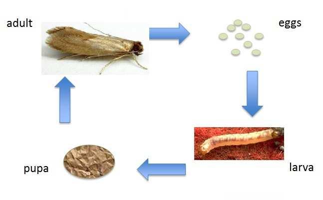 Moth pests and environmental indicators Order Lepidoptera Moths are winged, with two