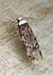 White-shouldered house moth - Endrosis sarcitrella Shape: narrow winged moth, wings normally held flat. Colour: wings grey, mottled with black, head and front of thorax contrasting white.