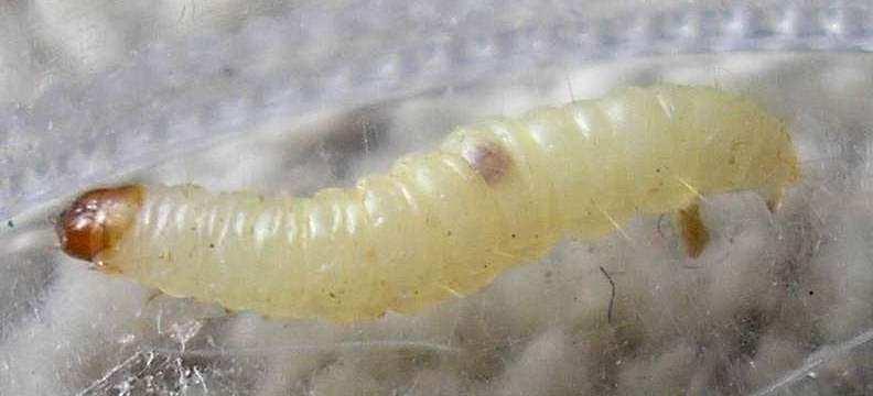 Identification: larva Body soft, yellowish white, pinkish or greenish, head capsule and plate behind it yellowish brown, the head dark marked below.