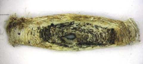 Case-bearing clothes moth - Tinea pellionella Shape: narrow winged moth, wings normally held around the body.