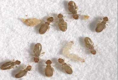 Booklice pests and environmental indicators Order Psocoptera Booklice can be wingless, short-winged or winged, although the species found in museums are usually wingless or short-winged.