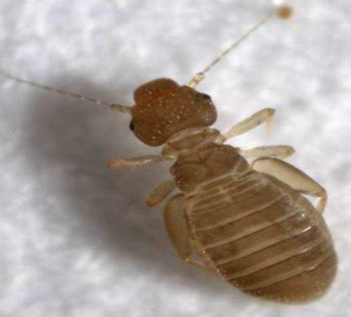 A booklouse - Liposcelis bostrychophila Other names: Psocid Shape: flattened body, wingless with narrow thorax. Hind femora expanded and basally angled. Colour: adults light brown, nymphs colourless.