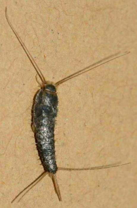 . Grey silverfish - Ctenolepisma longicaudata Shape: body carrot shaped, tapered behind, and flattened. Colour; uniform silvery grey, scaled.