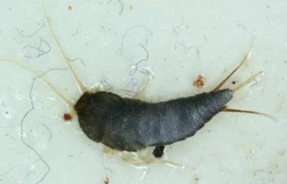 Lepisma saccharina feeds by surface abrasion and will eat a wide range of starch food, including damp papers, glues, textiles, specimen