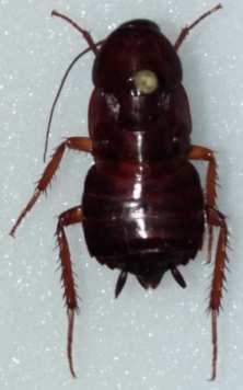 Other pests Oriental cockroach - Blatta orientalis Very dark brown, almost black, forewings not quite reaching tip of the body behind