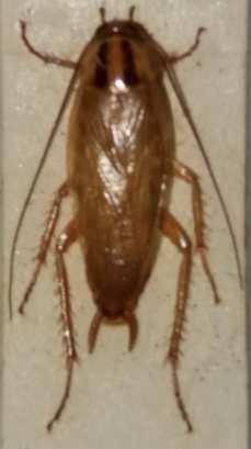 Body length, adults 10-15 mm. Life cycle: eggs in egg capsule, nymph, adult.   Also feeds in latrines and can transmit diseases.
