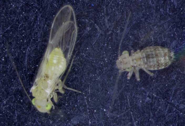 Barklice order Psocoptera Diagnosis: Small insects similar to Booklice, but with fully developed wings. Body length up to 2 mm.