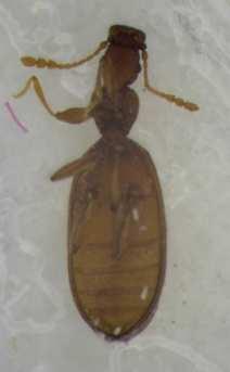 Plaster beetles family Latridiidae (genera Adistemia, Cartodere,