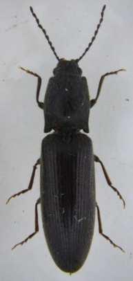 Click beetles family Elateridae Diagnosis: elongate black or brown beetles, helmet shaped thorax and lined wing cases. Adults are able to jump by clicking their thorax back suddenly.