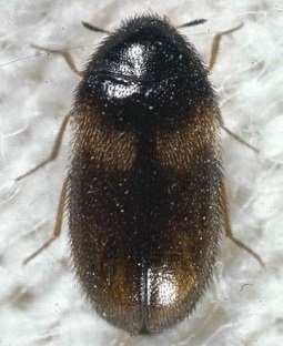 carpet beetle Museum nuisance