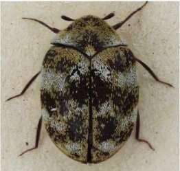 species A carpet beetle Anthrenus