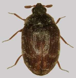 scaly Australian carpet beetle