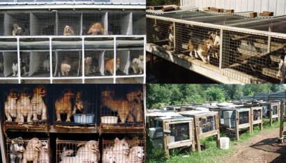 breeders Puppy mill, Puppy farm Large volume of puppy production for resale Pet stores, internet sales Production