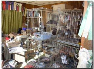 legal minimum space requirements Housing breeding dogs for entire reproductive lives in cages or runs Years No