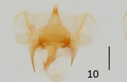 nov., ; 8-9- Planolinellus rufoanalis (Petrovitz,