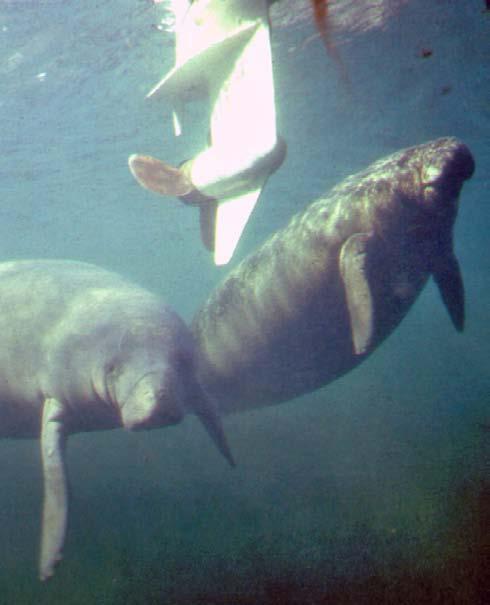 In Australia, they sometimes die when they get caught in nets placed along beaches to protect swimmers from sharks. Two manatees feed on floating plants mixed with trash.
