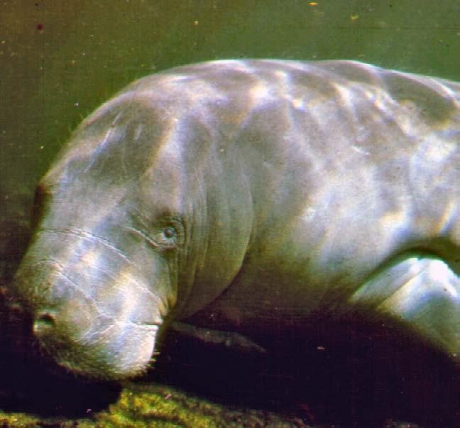 When Columbus sailed. to the New World, he saw manatees and thought they were mermaids. Nowadays, it is hard to believe anyone could confuse a manatee with. a mermaid.