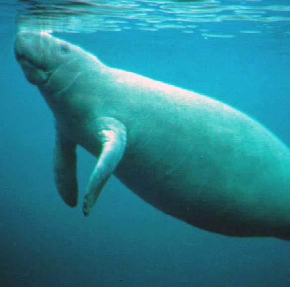 Manatees are shaped like. very chubby dolphins.