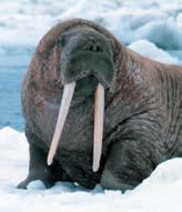 a Chinese Shar-pei dog or a walrus. They have heavy, solid bones.