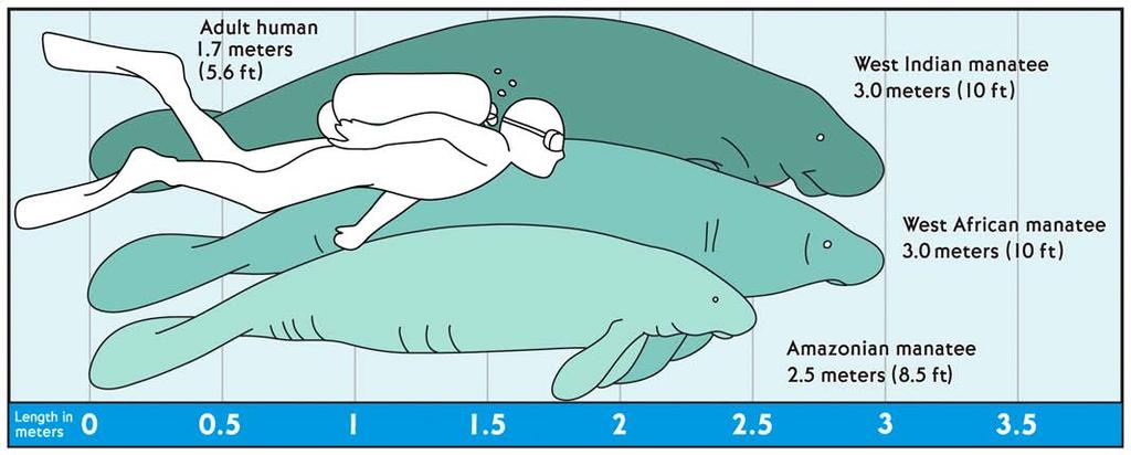 There are three kinds. of manatees the Amazonian manatee, the West African manatee, and the. West Indian manatee.
