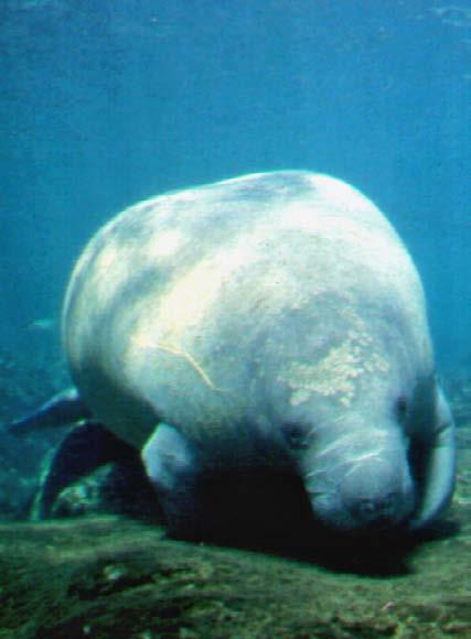 Habitat and Habits Manatees live in both fresh water and salt water. They prefer shallow water. in bays and rivers and along ocean coasts.