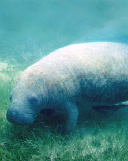 Manatees spend up to 8 hours a day eating. They are vegetarians that feed. on floating or underwater plants. A manatee can eat up to 15 percent of its body weight each day. Imagine if you did that.