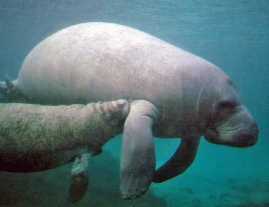 They may make noise when playing. or scared, or to greet other manatees. Noises also help a mother and baby stay in contact with each other. Two manatees play while others rest.