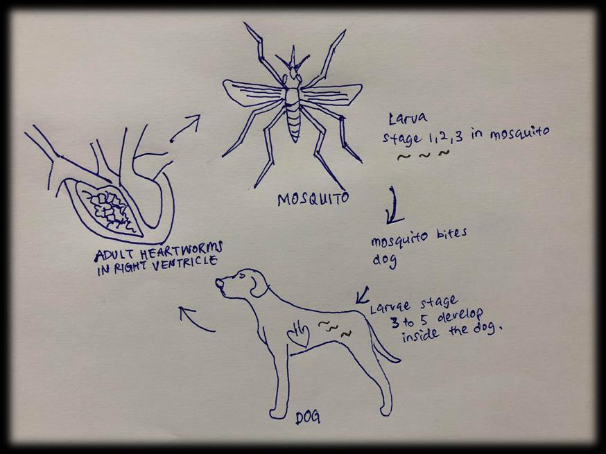 HEARTWORM INFECTION Heartworm disease is a potentially fatal infection caused by a blood-borne parasite known as Heartworm (Dirofilaria immitis).