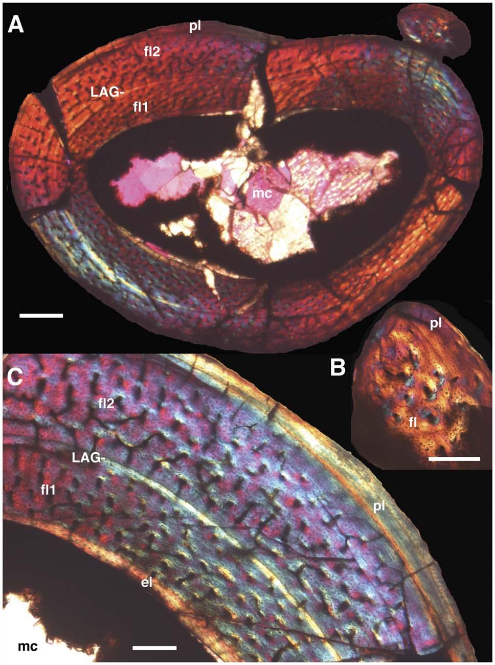 Figure 7. Histology of the right tibia and fibula of Mei long, DNHM D2514. A, cross-section of tibia and fibula in articulation. B, partial crosssection of fibula. C, partial cross-section of tibia.