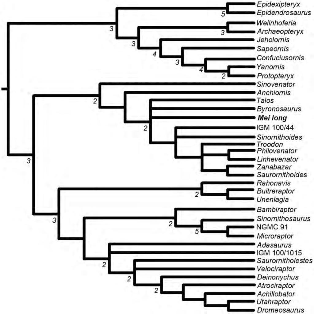 Figure 8. Phylogenetic relationships of Mei long within paravian portion of the fuller analysis of Coelurosauria. See Figure S1 for the remainder of the tree.