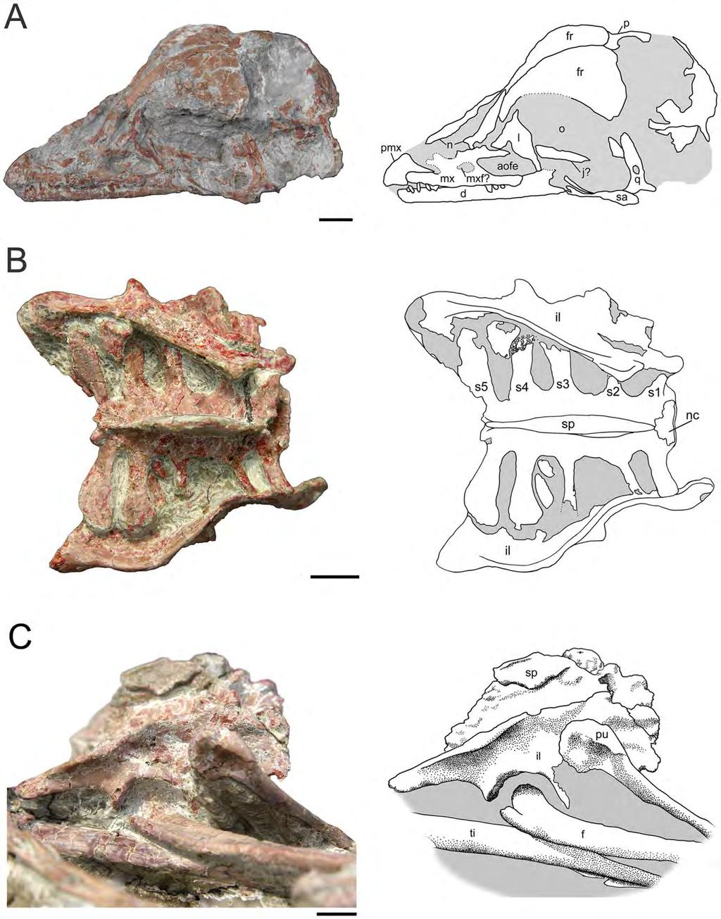 Figure 2. Photos and interpretive drawings for Mei long, DNHM D2514. A. Skull of Mei long in left lateral to left dorsolateral view. B, sacrum and ilia in dorsal view.