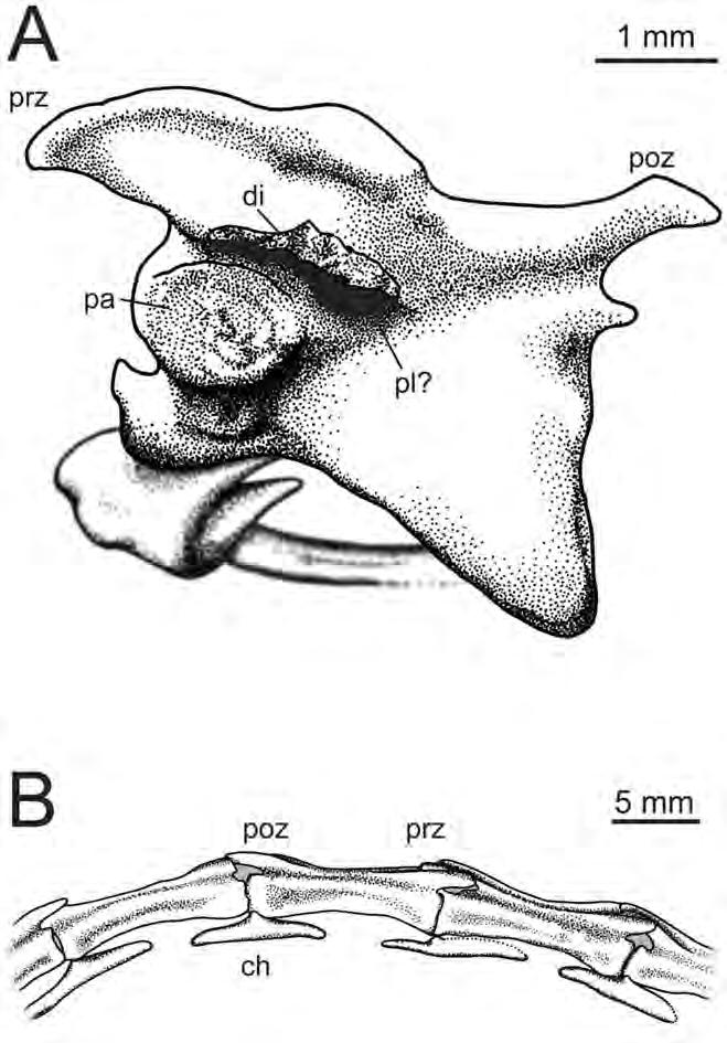 over the rostral most portion of the maxilla. It is impossible to determine whether this process excludes the maxilla from contributing to the nares or not.