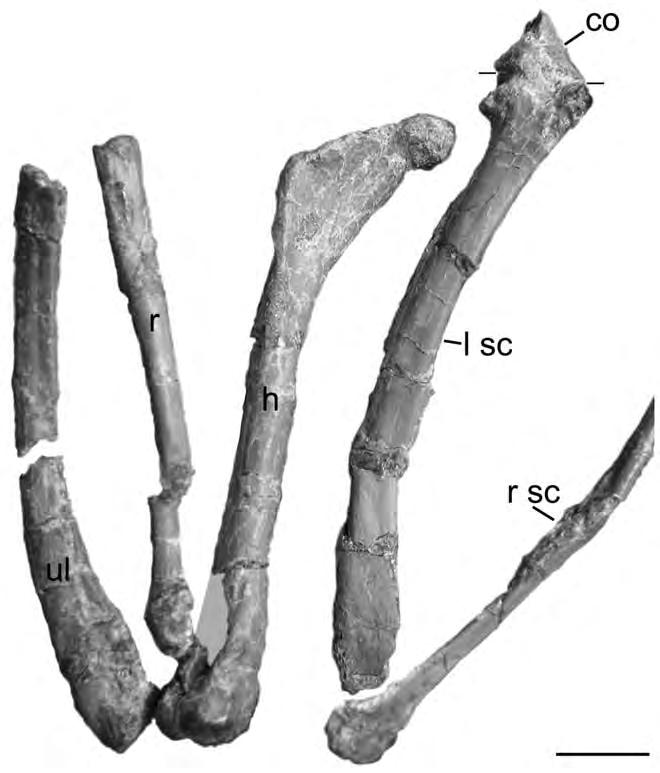 The total length of caudal vertebrae 1 17 is roughly 130 mm, but the first nine vertebrae make up only 43 mm, or 33%, of the preserved tail length.