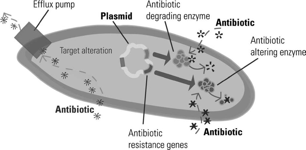 112 D.I. Andersson / The ways in which bacteria resist antibiotics Fig. 1.