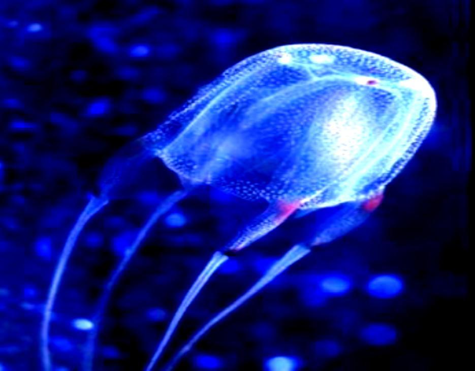 4. Cubozoa (Box jellyfish) They are similar in form to the true jellyfish, but: 1. Their bells are square shapes 2.
