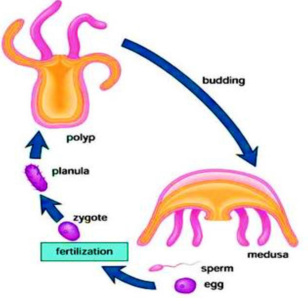Asexual Reproduction of Cnidarians involves a complex life cycle with both polyp and medusa stages.