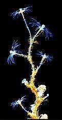 1. Hydrozoa (water-animals) Attached to bottom of freshwater & marine, their tentacles &mouth