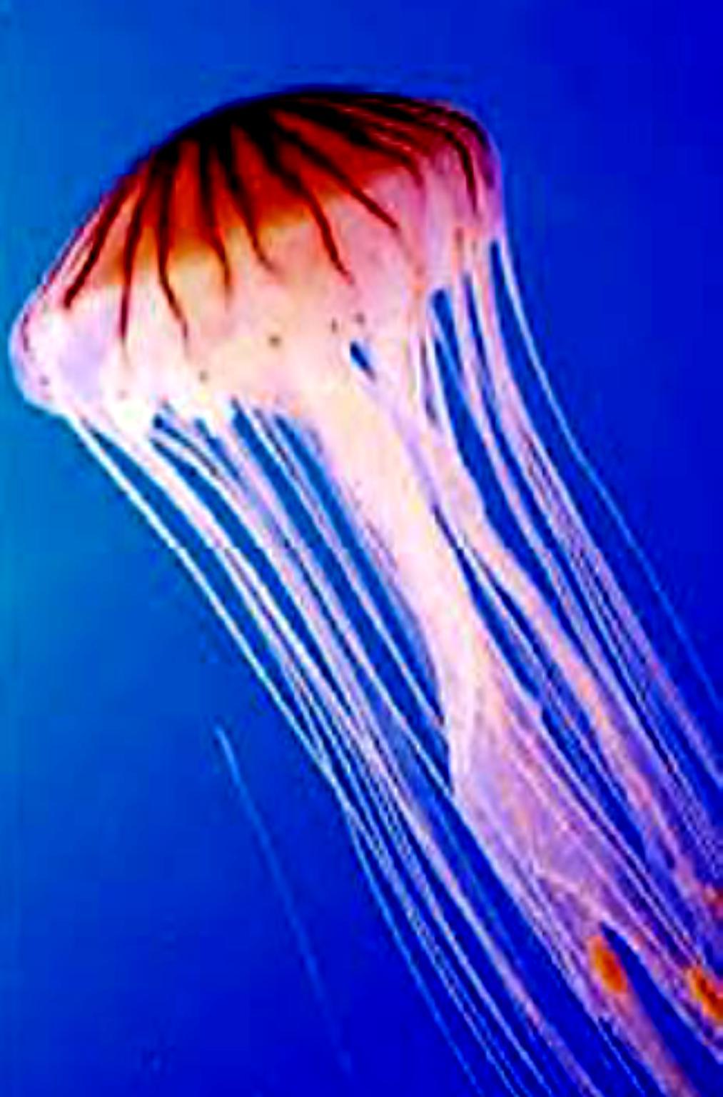 3. Scyphozoa (bowl animals) Aurelia Group of animals called true jellyfish with size (12mm- more than 2m), and have tentacles over 40 meters long.