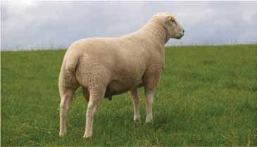 Bringing out rams for sale as shearlings A ram lamb of a terminal sire breed, born in mid March, should weigh around 100 kg by sale in mid September the following year at 550 days of age.