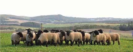 Grazed chicory for rams The reduced performance of concentrate fed, physically unfit rams that get overheated and exhausted when required to work can be avoided by grazing forages.