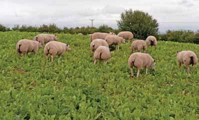 Trace element problems Grass for rams is likely to be low in the trace elements cobalt and selenium. Also occasionally there are deficiencies of zinc and copper.