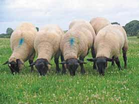 Easy lambing means less work Selection of rams has effects on lamb survival and breeders who have selected for easy lambing have made rapid progress.