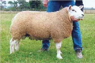 Buying a ram Essential checks of teeth, toes and testicles Shearling rams should have two broad incisors that meet the hard pad at right angles not sloping forward; cheek teeth can be felt from